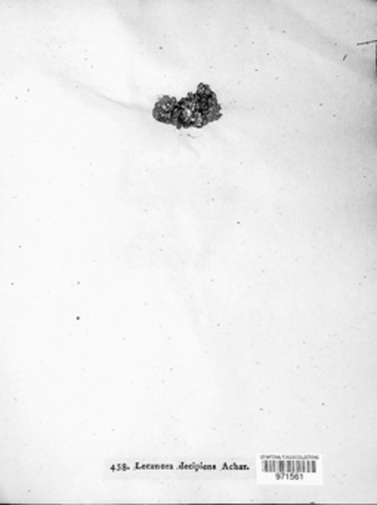Calogaya decipiens image